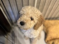 Yavru toy poodle bakımlı ve temiz