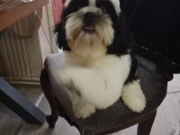 Orjinal yavrular şitsu