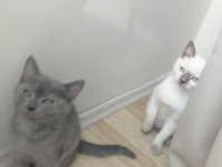 Britihs sohrt hair ve british blue point kedi 7 aylık