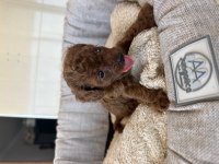 En İyi Poodle Benim Olsun Diyenlere
