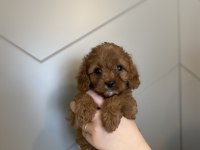 Evde doğma şov kalite maltipoo yavrular