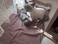 Orijinal British Shorthair yavruları