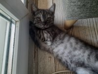 British shorthair yavrular