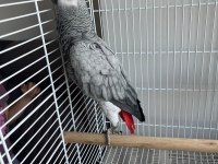 Full Evcil Jako Papağanım İlgilenen Yazabilir