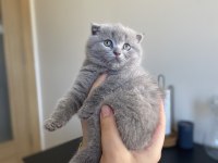 Scottish Fold 2 Aylık Dişi