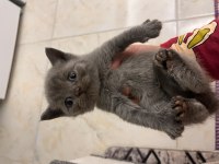 British shorthair yavru kedimiz