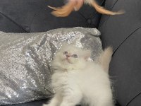 Safkan British Longhair Erkek