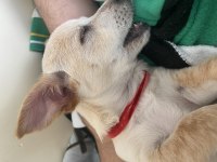 3 Aylık Erkek Deer Head Chihuahua