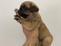 A KALİTE PUG YAVRULARIMIZ YENİ YUVALARINI ARIYOR