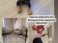 0 beden minyatür dişi pinscher yavru alınacak süreçte