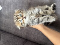 Cins scottish fold ilanı