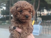 Kore kan toy poodle yavruları