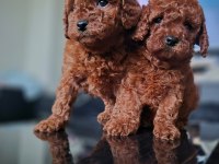 Kore toy poodle yavrular