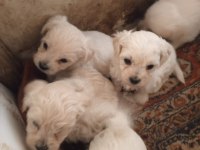 Terrier her renk uygun