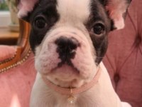 Safkan French Bulldog Yavrular