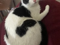 Scottish fold