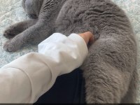 2 yaşında kedimi mecburiyettten s w ahiplendireceğim