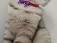 GÖZ BEBEĞİ SCOTTİSH FOLD KEDİMİZ