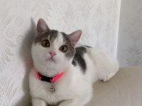 1 yaşında peri kızı kedimiz