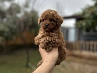 Sağlık Ve Irk Garantili Toy Poodle Yavrularımız
