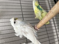 Güzel sağlıklı japones muhabbet kuşları ve jumbo