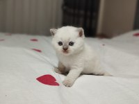 British shorthair dişi ve erkek