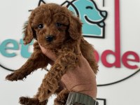Petmode köpek çiftliğinden aktif 10 adet toy poodle
