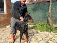 Üst kalite erkek doberman yavrularımız