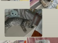 Yavru kedimize yuva arıyoruz scottish fold