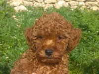 DİŞİ TOY POODLE A KALİTE