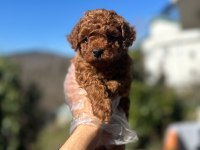 TOY POODLE YAVRULARI