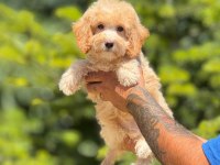 Maltipoo köpeği bebeklerimiz