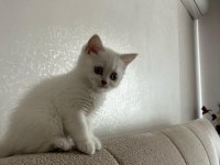 50 günlük blue point dişi british shorthair