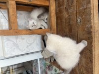 1 dişi 1 erkek Lynx point british acil sahiplendirilecek
