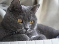 Safkan dişi british shorthair