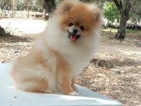 9 aylık pomeranian boo