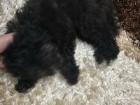 Toy Poodle 2.5 aylık Uslu komutlu aşılı
