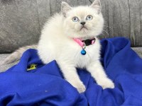 British Shorthair Scottish Fold ücretli sahiplendirme