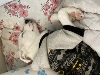 Ücretli sahiplendirme 3 aylık terrier melezi