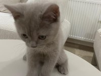 British shorthair kedimizi sahiplendiriyoruz
