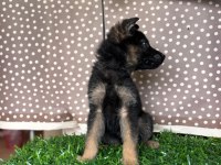 Burkemden a kalite alman çoban köpeği yavrumuz