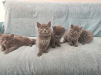 Mama ve tuvalete eğitimi tamam british bebişler