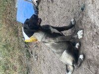 Köpeğimizi Sahiplendiriyoruz