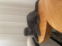 Erkek 3 aylık scottish fold