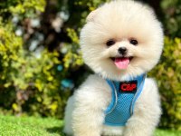 Safkan Pomeranian Boo Köpeklerimiz