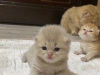 Safkan british bebeklerim Pet & Şecereli Rezerveye açık