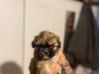 Safkan Rengarenk Shih Tzu Bebeklerimiz
