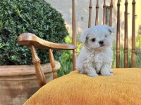 KAR BEYAZ TÜY DÖKMEYEN MALTESE