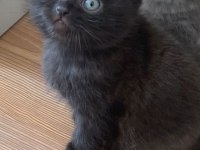 British Shorthair Siyah Kedimi Sahiplendirmek İstiyorum