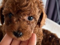 SAĞLIK VE IRK GARANTİLİ TAM TOY POODLE MİNİKLER